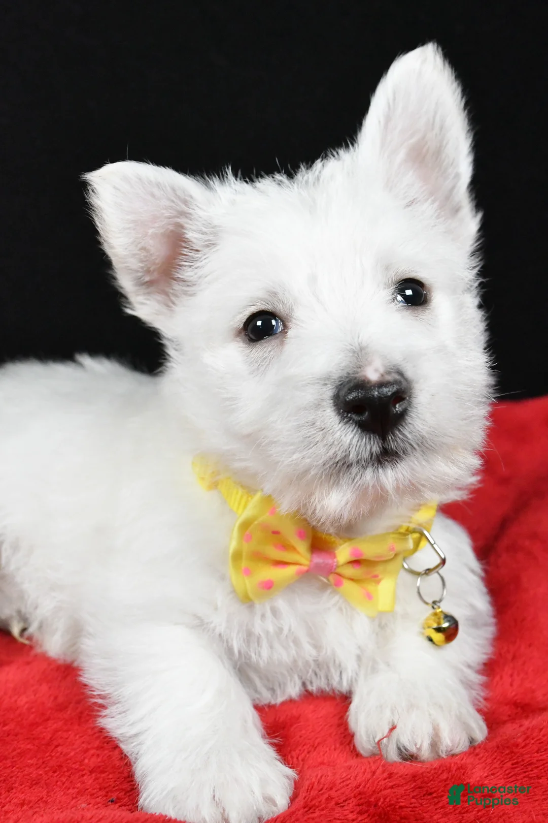 West Highland Terrier dogs for sale: Echo - Ad 5