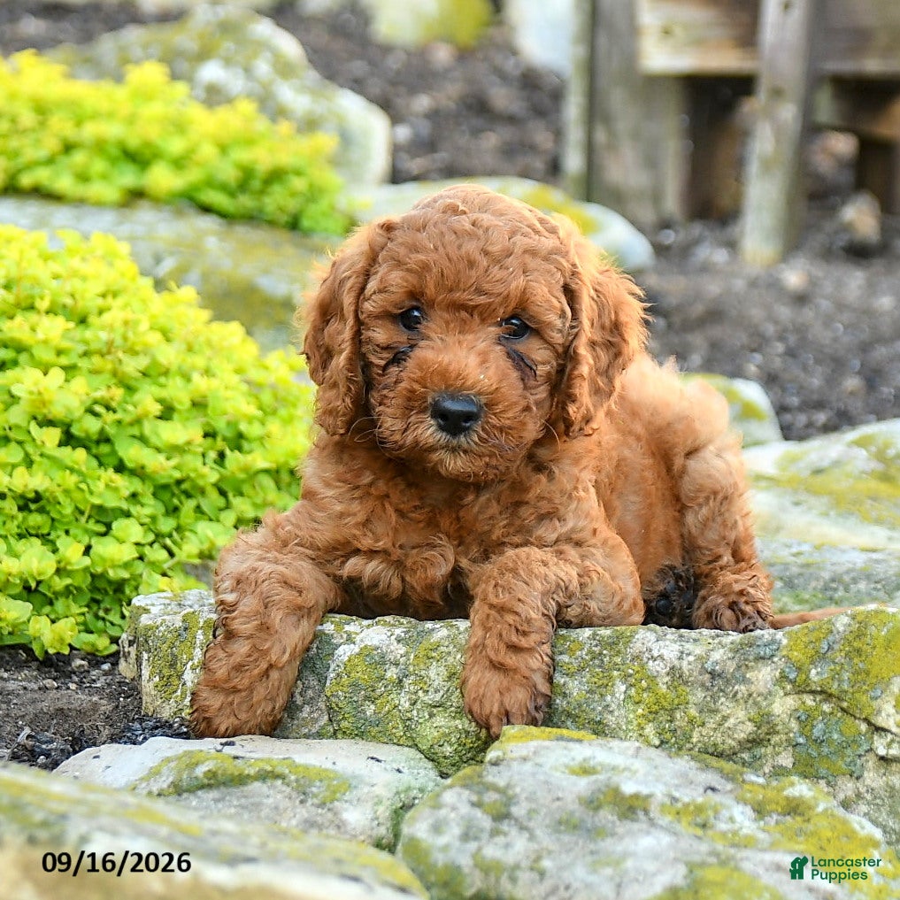 Miniature Poodle dogs Teddy - Ad 2