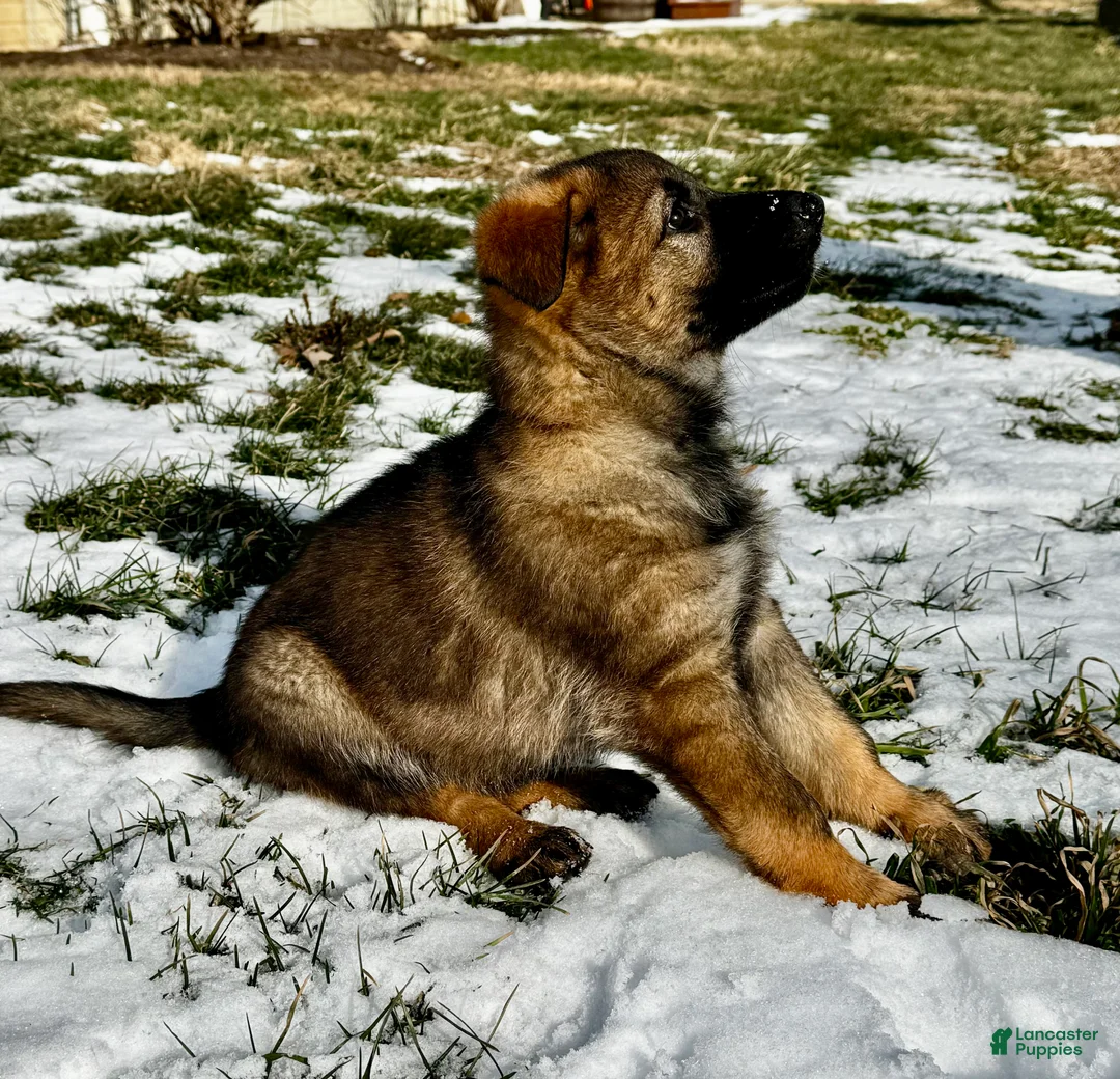 German Shepherd dogs for sale: Augusta - Ad 5
