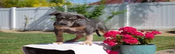 American Bully dogs for sale: Blueberry - Ad 3