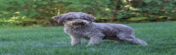 Lagotto Romagnolo dogs for sale: Zane - Ad 6