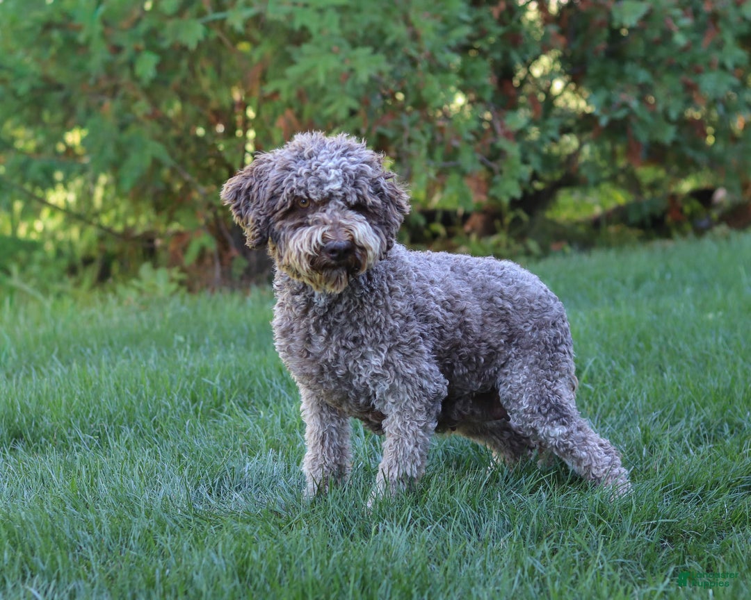 Lagotto Romagnolo dogs for sale: Zane - Ad 6