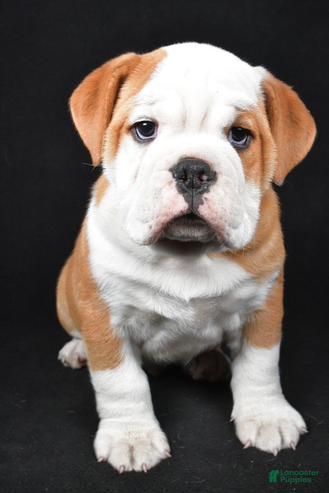 Mixed Breed dogs for sale: Cash - Ad 6