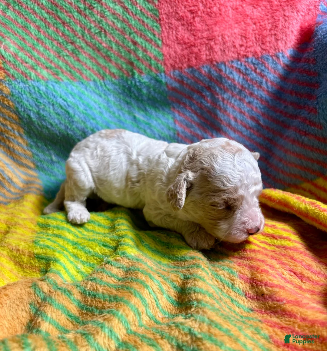 Cavapoo dogs for sale: Loki - Ad 2