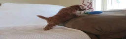 Cavapoo dogs for sale: Mocha - Ad 3