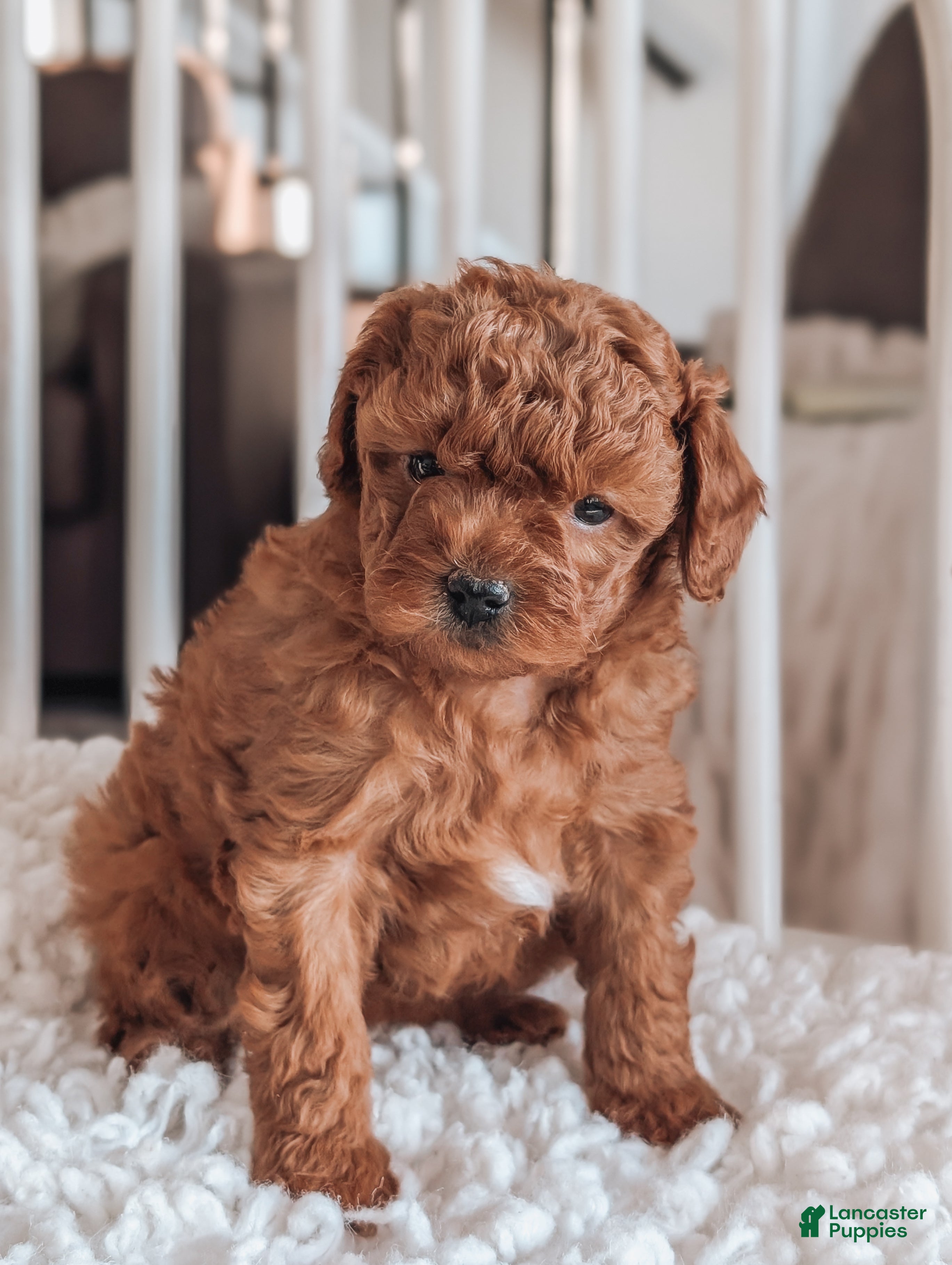 Maltipoo dogs Jewel - Ad 1