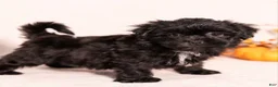 Teddy Bear dogs for sale: Maxwell - Ad 3