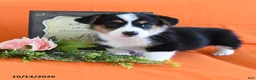 Welsh Corgi Pembroke dogs for sale: Elroy - Ad 4