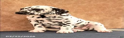 Dalmatian dogs for sale: Andrew - Ad 5
