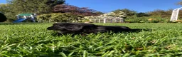 Newfoundland dogs for sale: SARGE - Ad 7