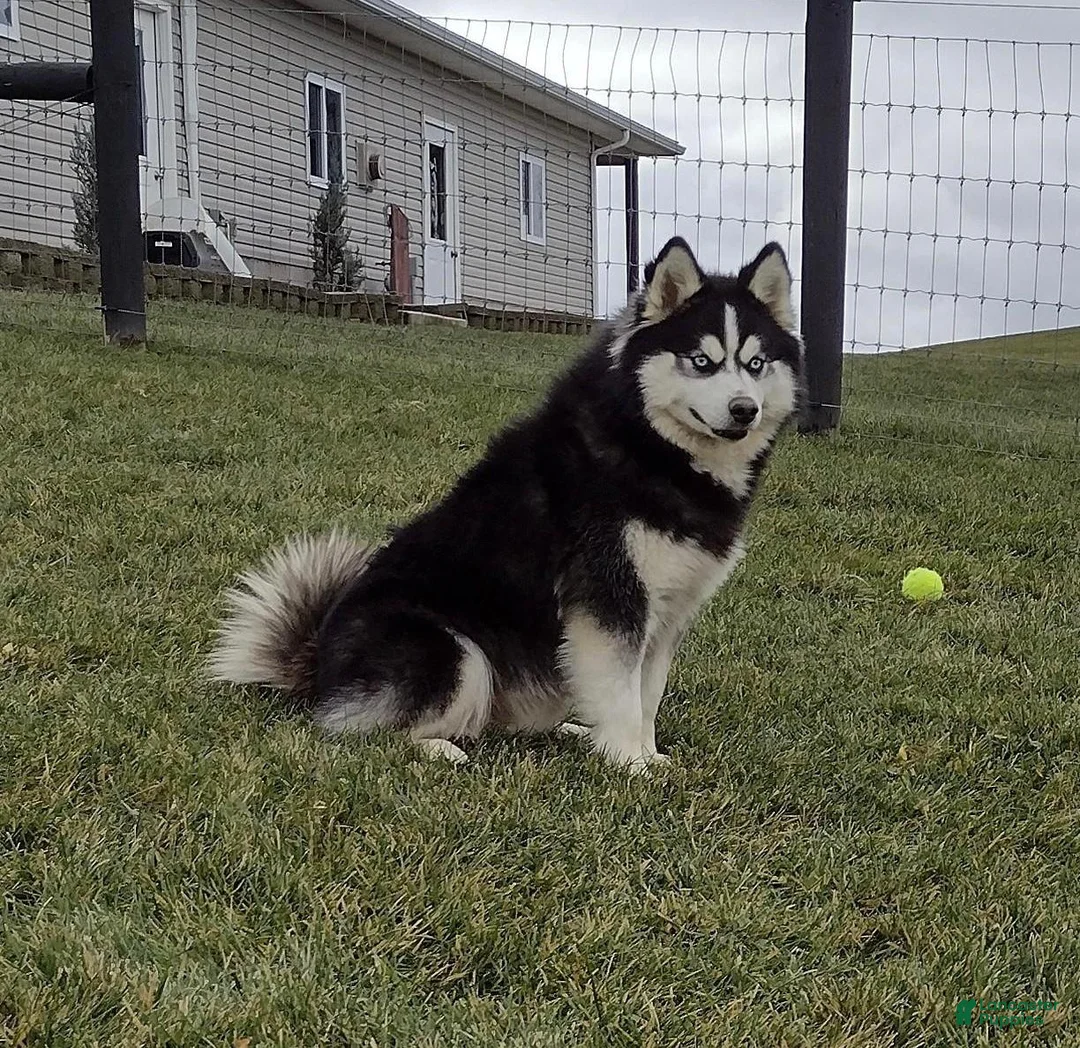 Pomsky dogs for sale: Coco - Ad 9