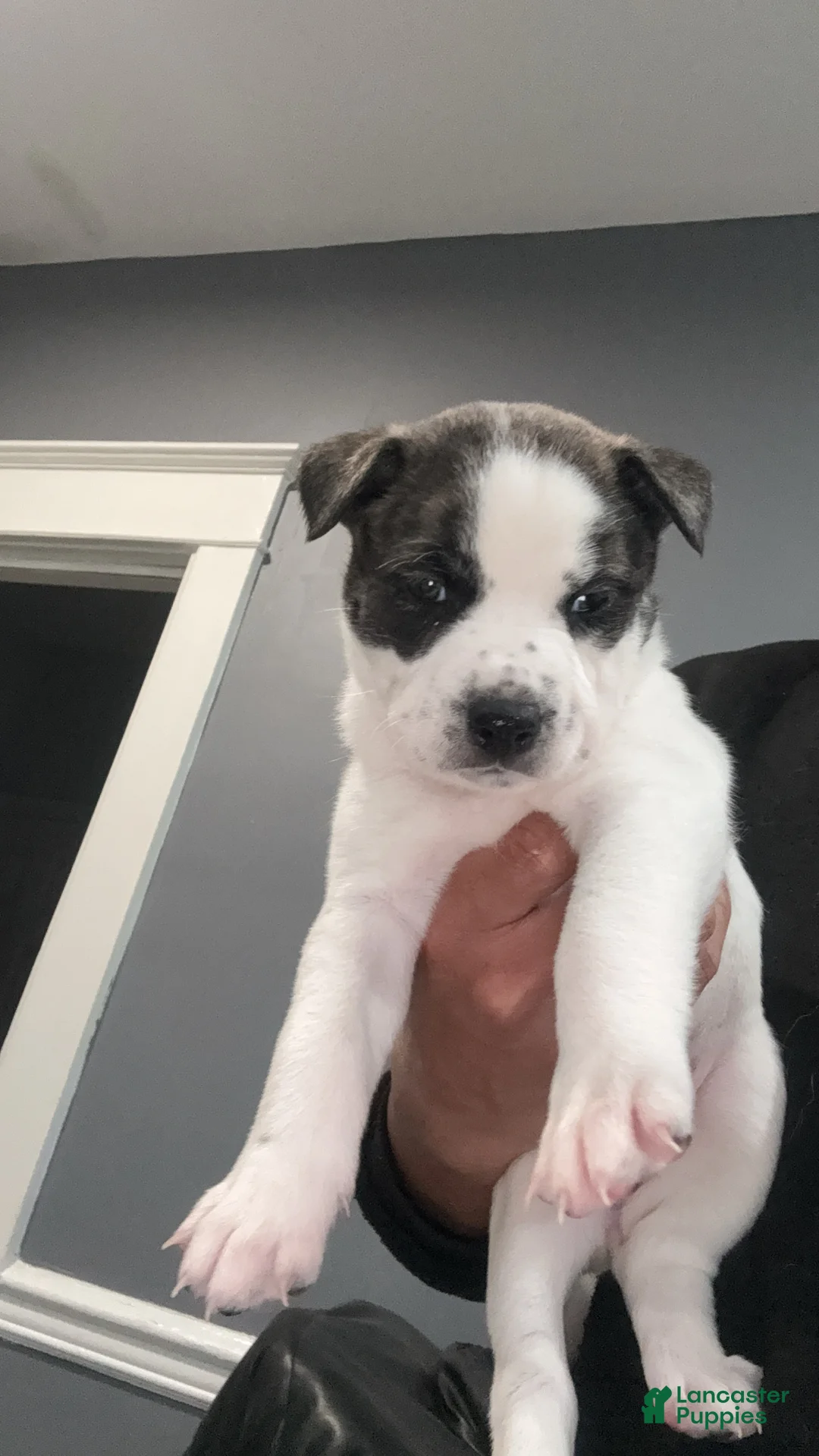 Mixed Breed dogs for sale: Husky pit mix  - Ad 2