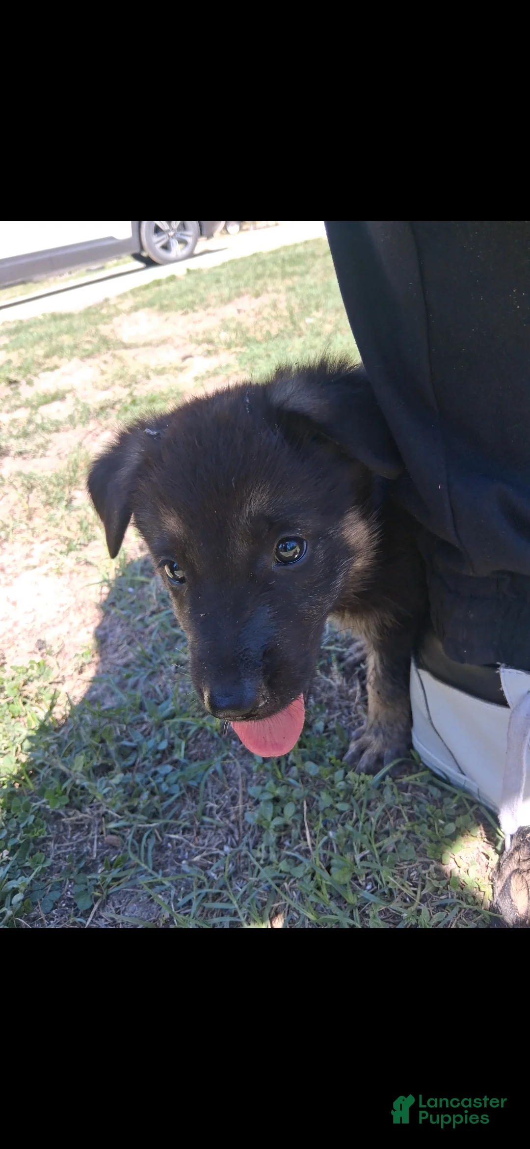 German Shepherd dogs for sale: German Shepherd Puppy 3 - Ad 1