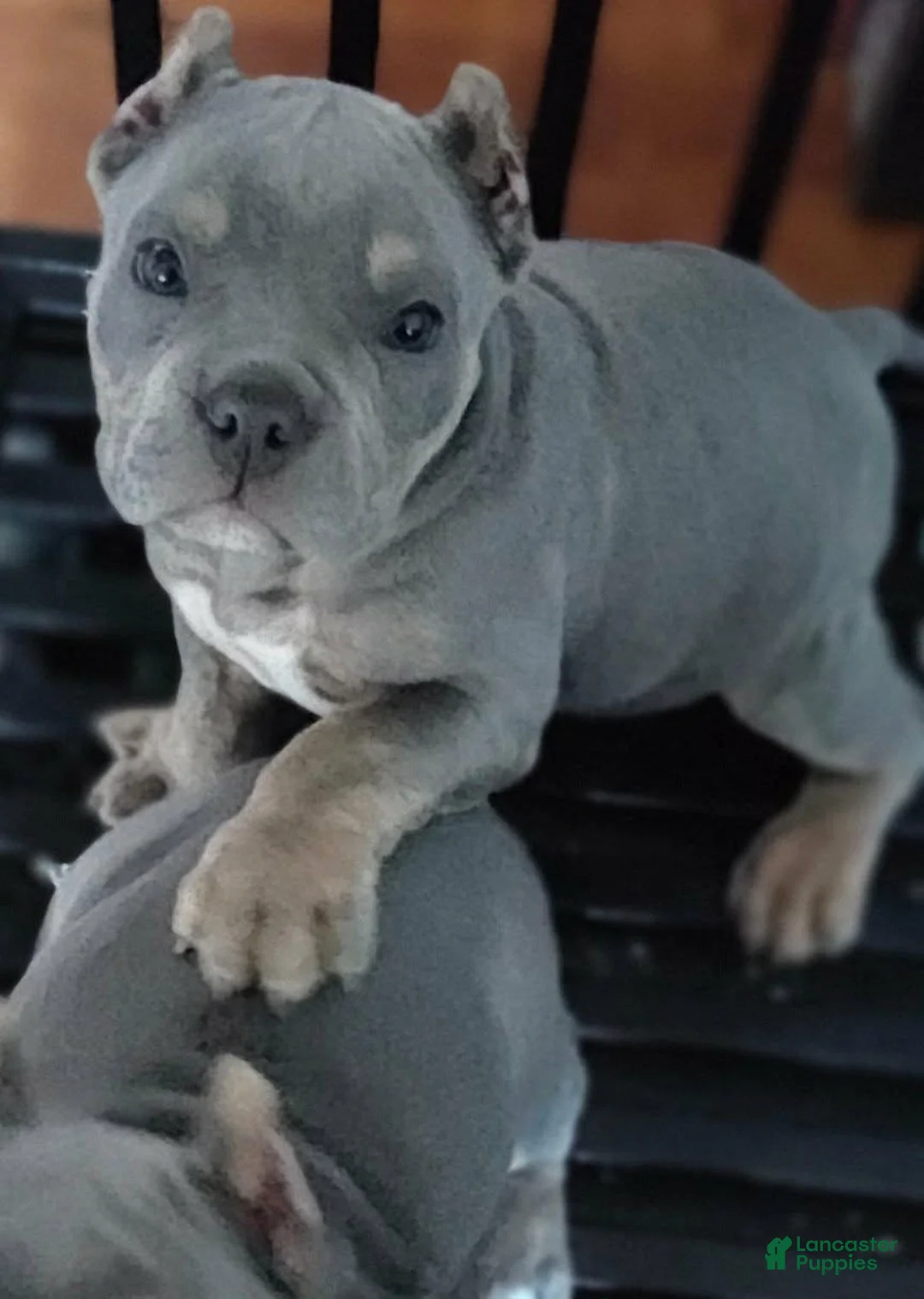 American Bully dogs for sale: American Bully 2 - Ad 2