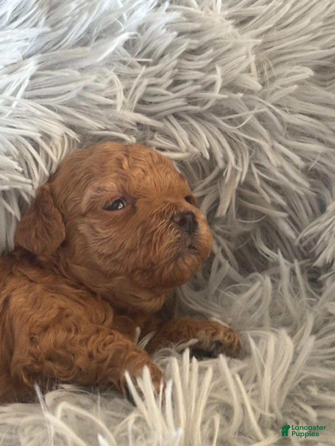 Maltipoo dogs for sale: Margo - Ad 1