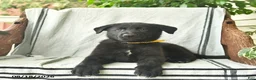 German Shepherd dogs for sale: Griffin  - Ad 5