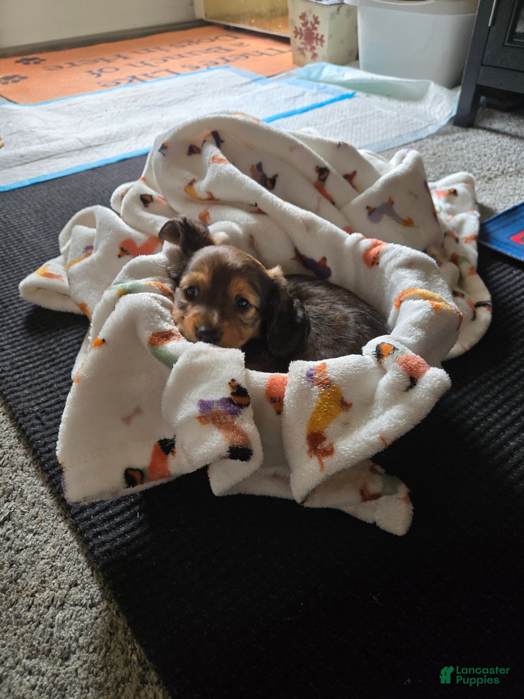 Dachshund dogs for sale: Waffles - Ad 7