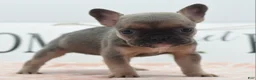 Mixed Breed dogs for sale: Nova blue  - Ad 11