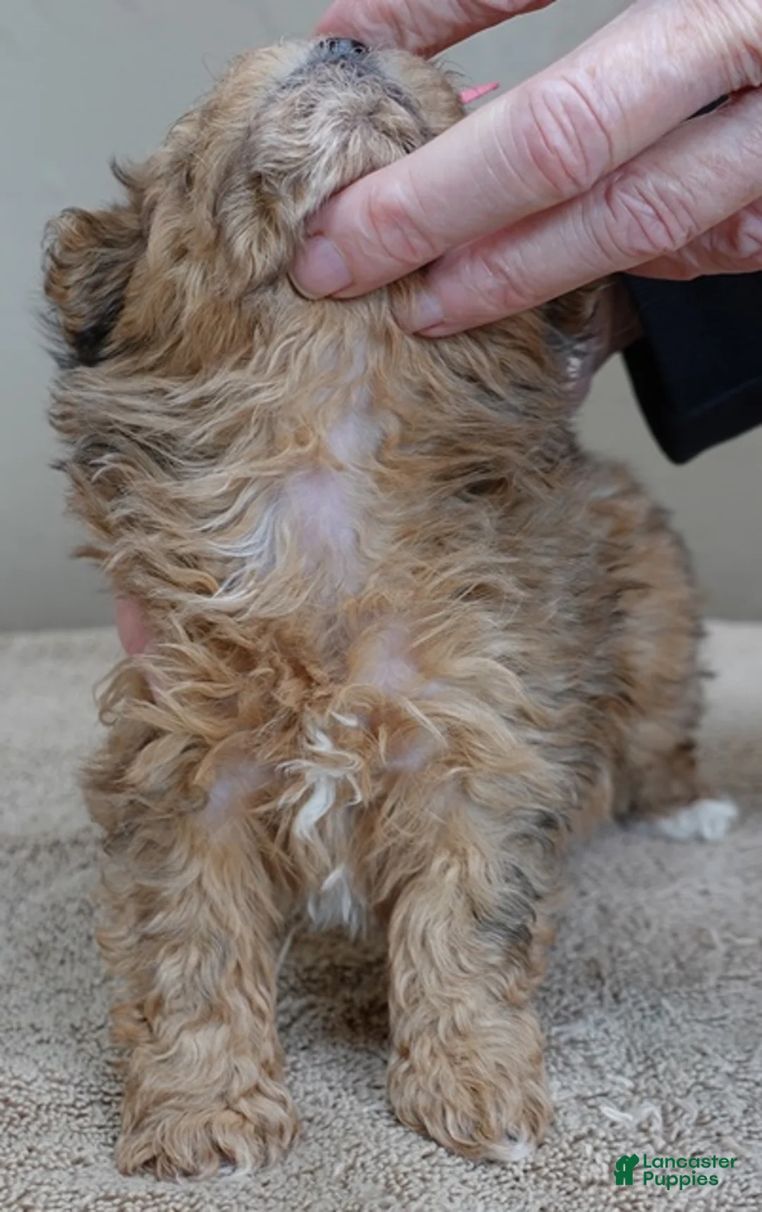 Maltipoo dogs for sale: Miracle chocolate merle PET ONLY - Ad 3