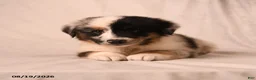 Miniature Australian Shepherd dogs for sale: Pippin - Ad 5