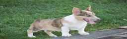Welsh Corgi Pembroke dogs for sale: Rocco - Ad 3
