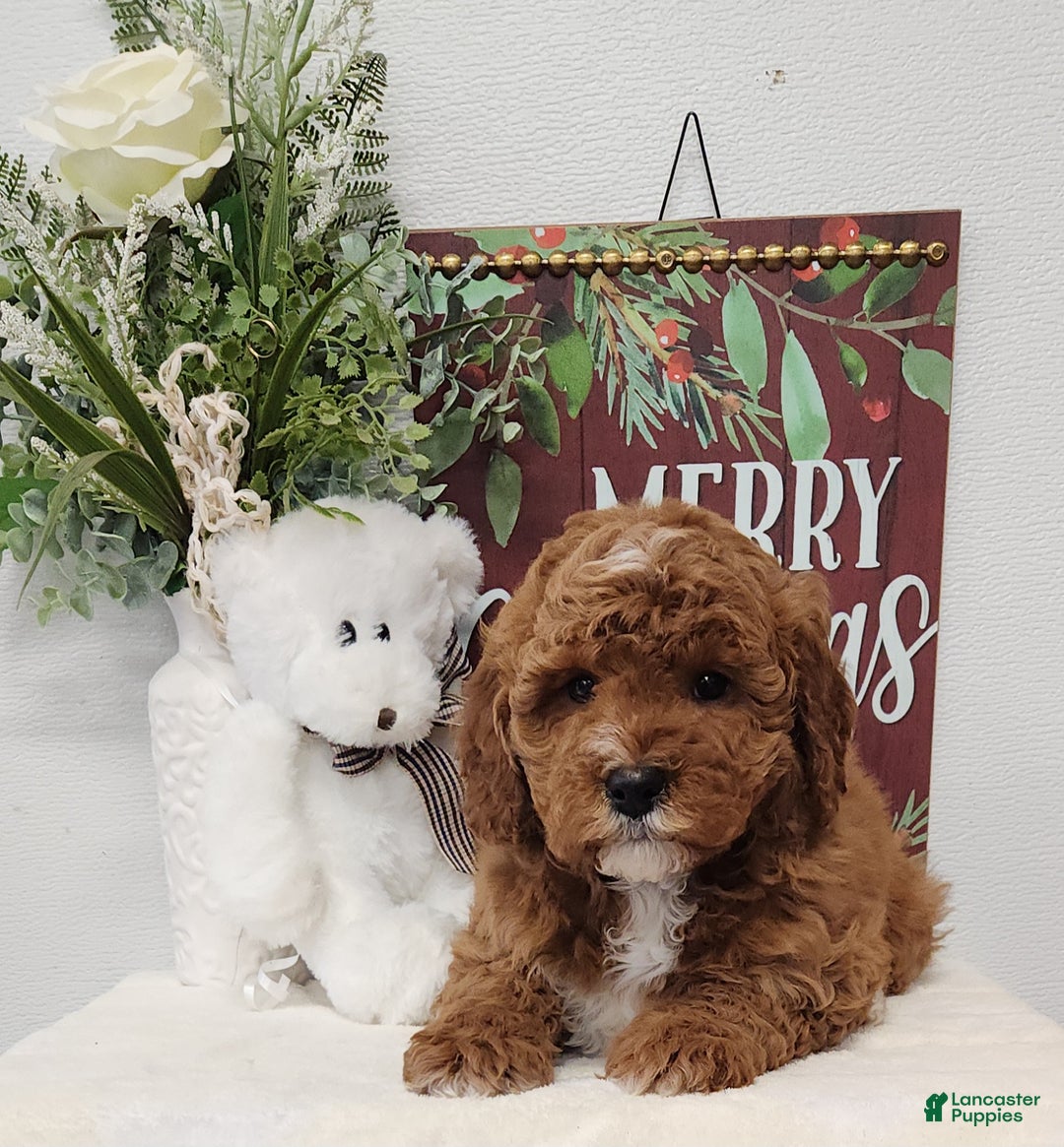 Mini Goldendoodle dogs for sale: Felicity  - Ad 3