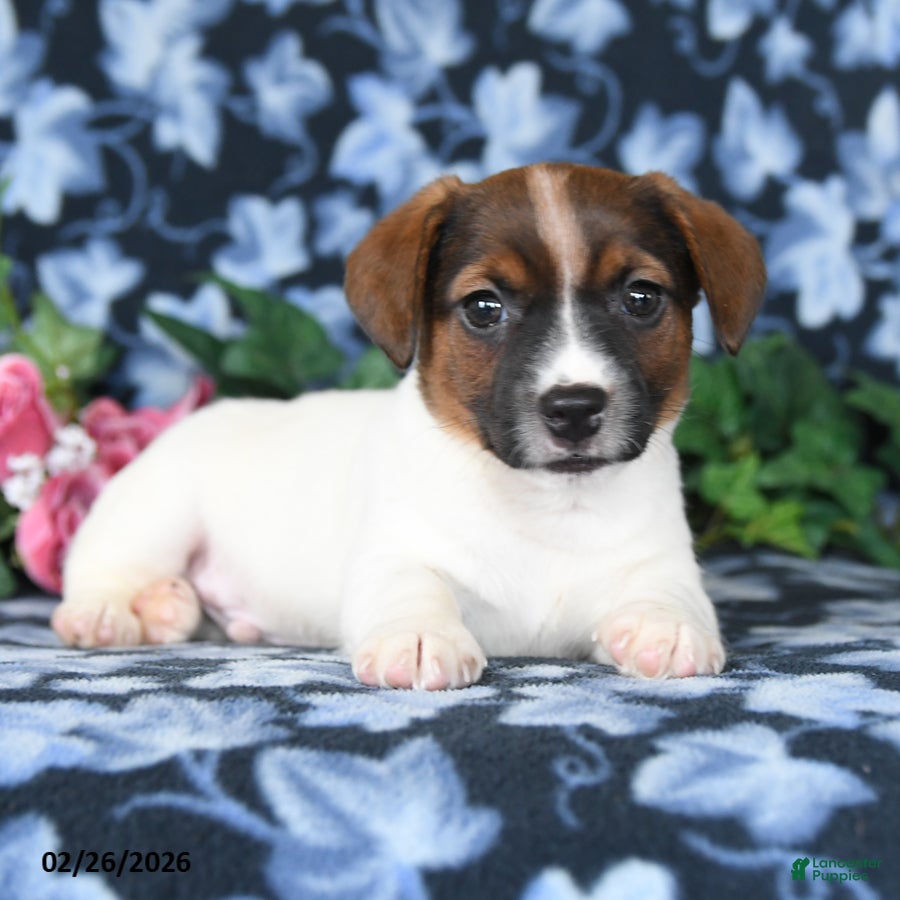 Jack Russell Terrier dogs Andy - Ad 1