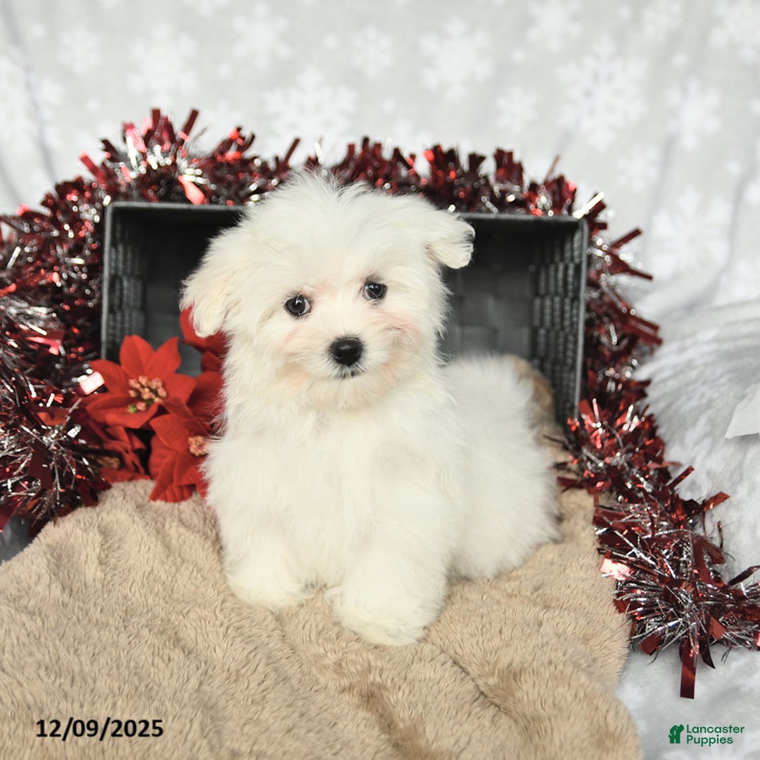 Maltese dogs for sale: Holly - Ad 5