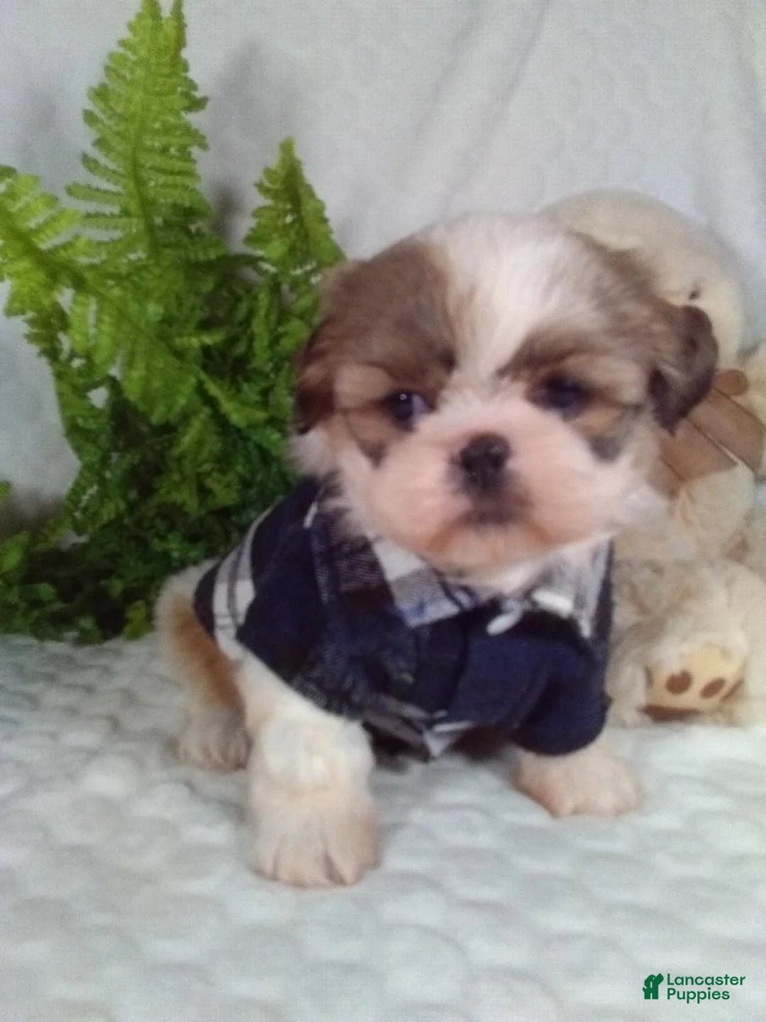 Shih Tzu dogs for sale: Hunter - Ad 1