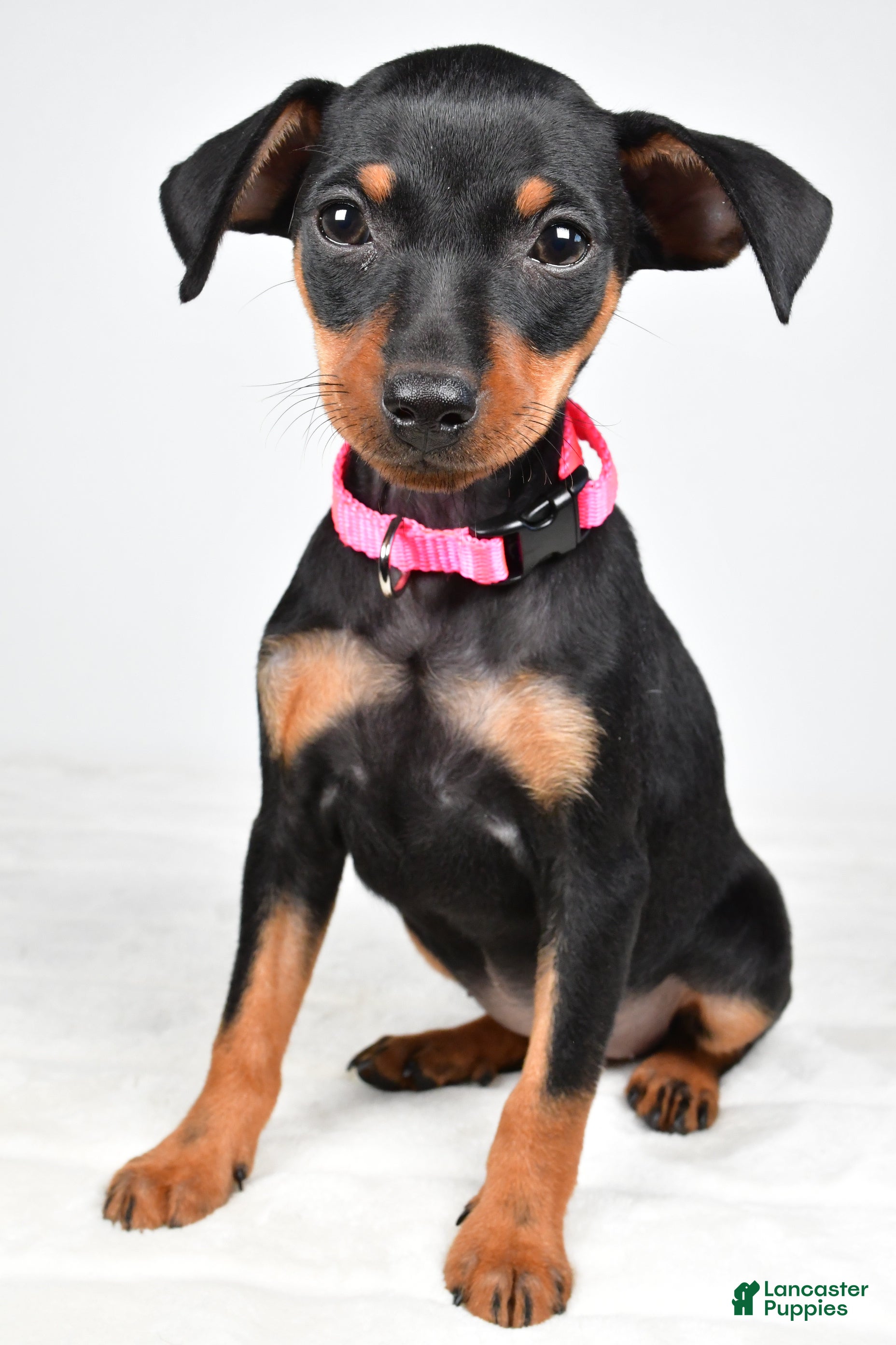Miniature Pinscher dogs for sale: Emma - Ad 2