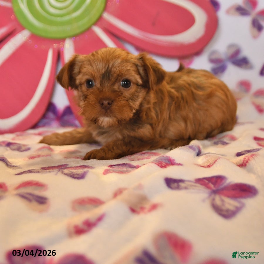 Yorkshire Terrier dogs Lizzy - Ad 1