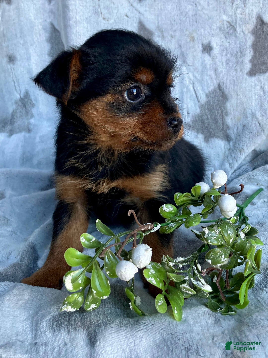 Yorkshire Terrier dogs for sale: Stella  - Ad 7