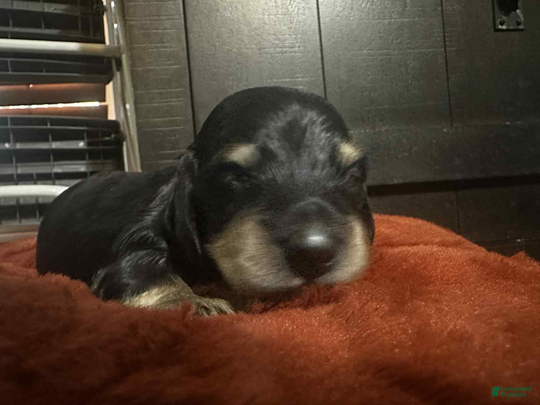 Miniature Dachshund dogs for sale: Kota - Ad 12