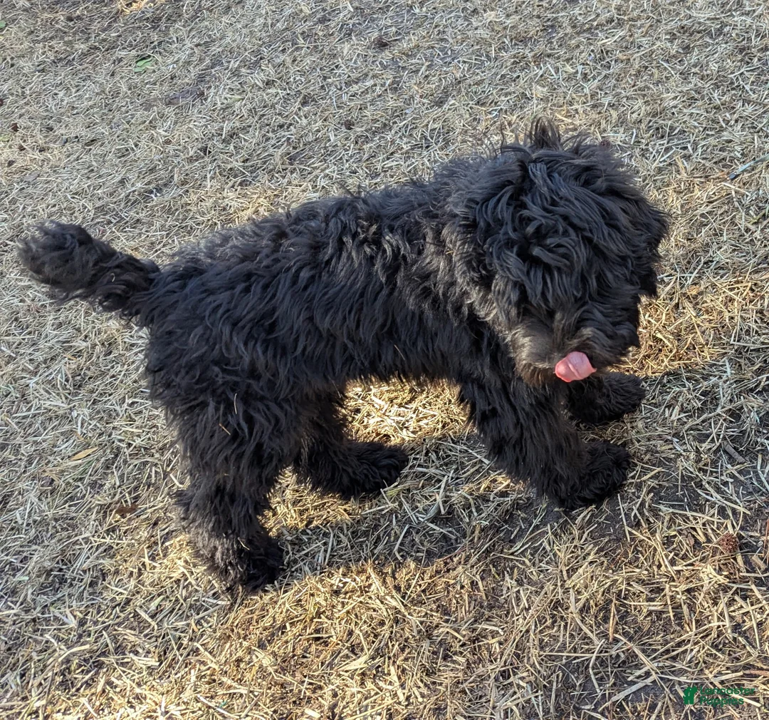 Whoodle dogs for sale: Green - Ad 6