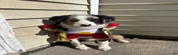 Mixed Breed dogs for sale: Athena - Ad 22