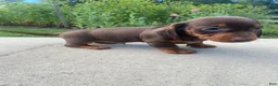 Miniature Dachshund dogs for sale: Ryder - Ad 7
