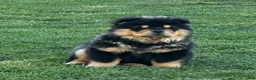 Chow Chow dogs for sale: Teddy  - Ad 11