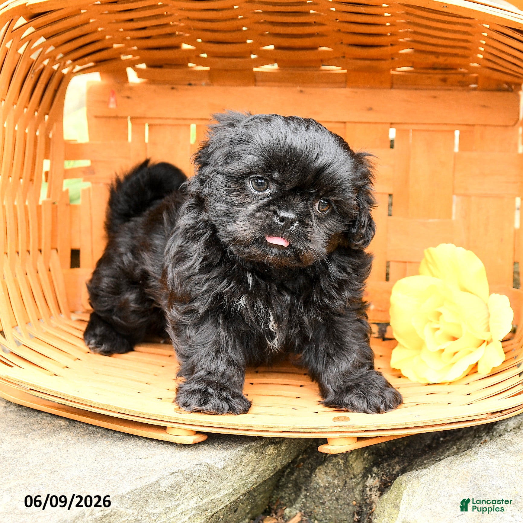 Shih Tzu dogs Max - Ad 1