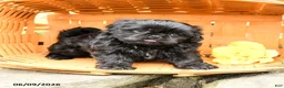 Shih Tzu dogs for sale: Max - Ad 1