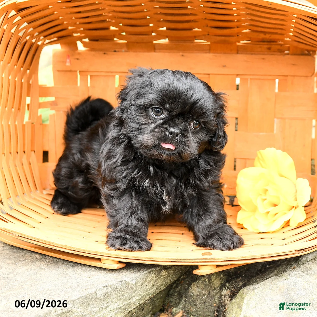 Shih Tzu dogs for sale: Max - Ad 1