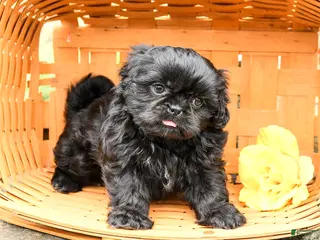 Shih Tzu dogs for sale: Max - Ad 2