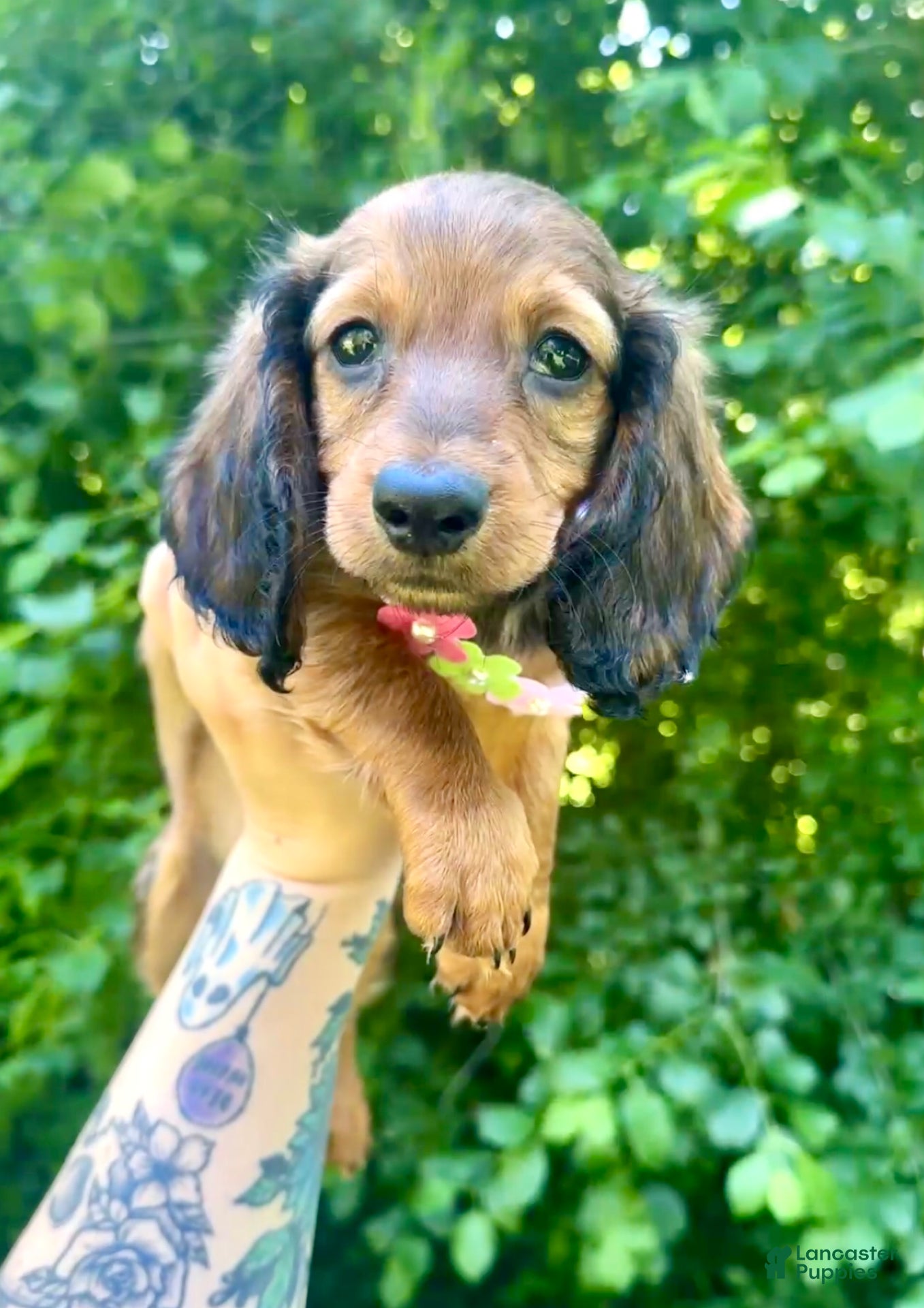 Miniature Dachshund dogs Hermione - Ad 5