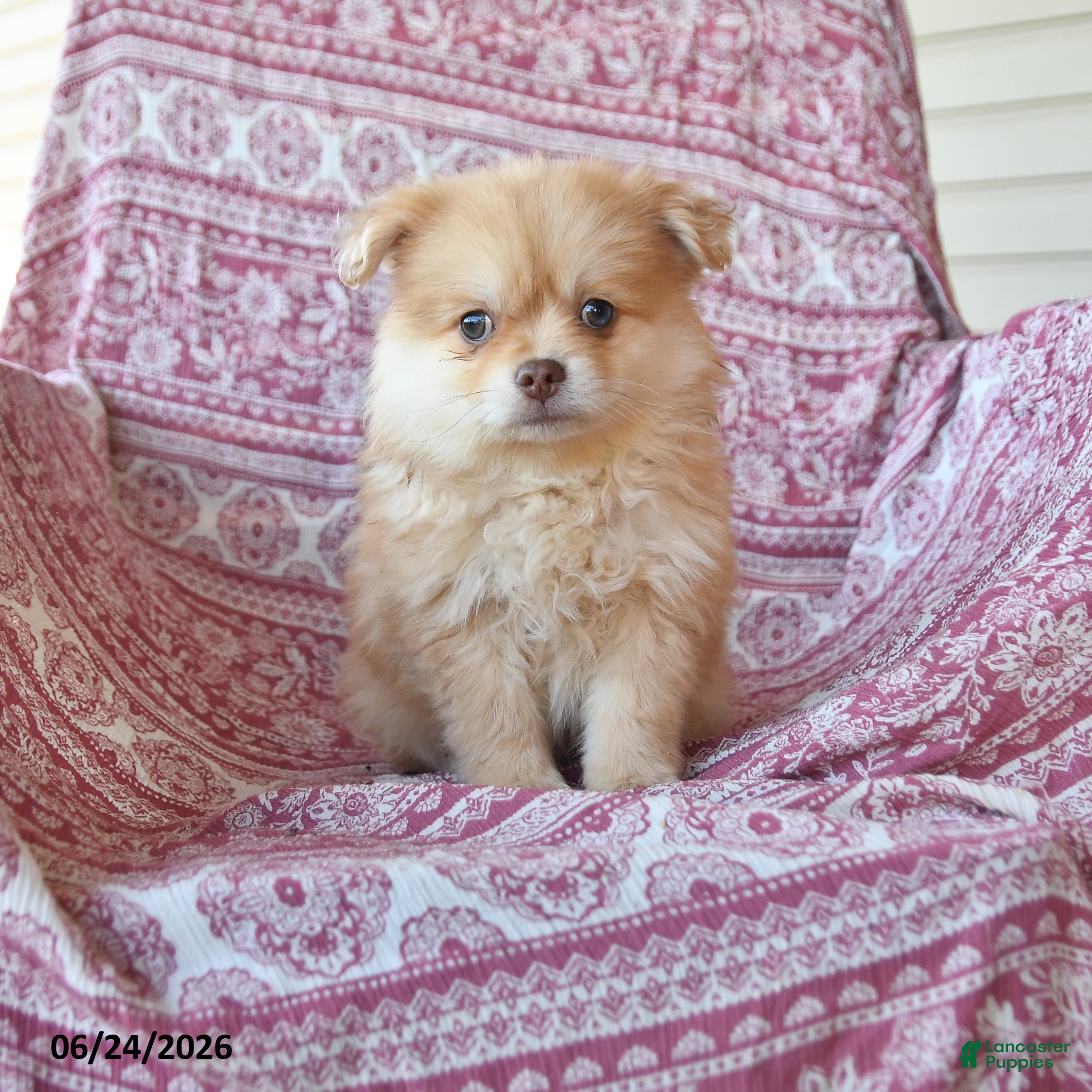 Pomeranian dogs Tanner - Ad 1