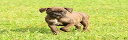 Boxer dogs for sale: Midnight - Ad 3