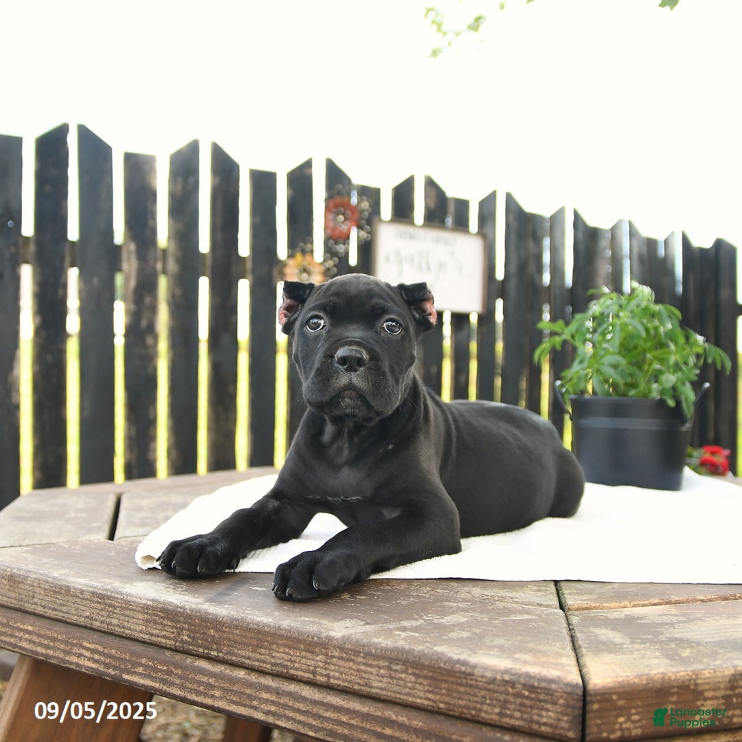 Cane Corso dogs for sale: Molly - Ad 7