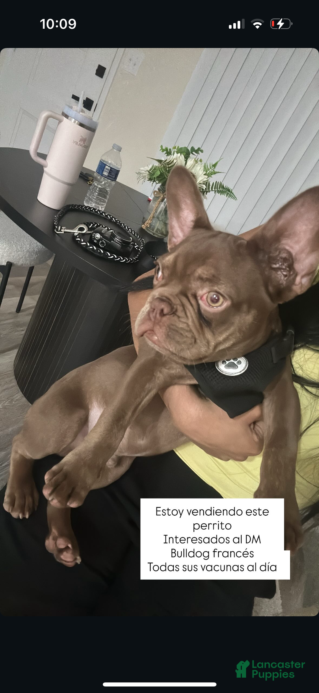 English Bulldog dogs for sale: English Bulldog Puppy 1 - Ad 3