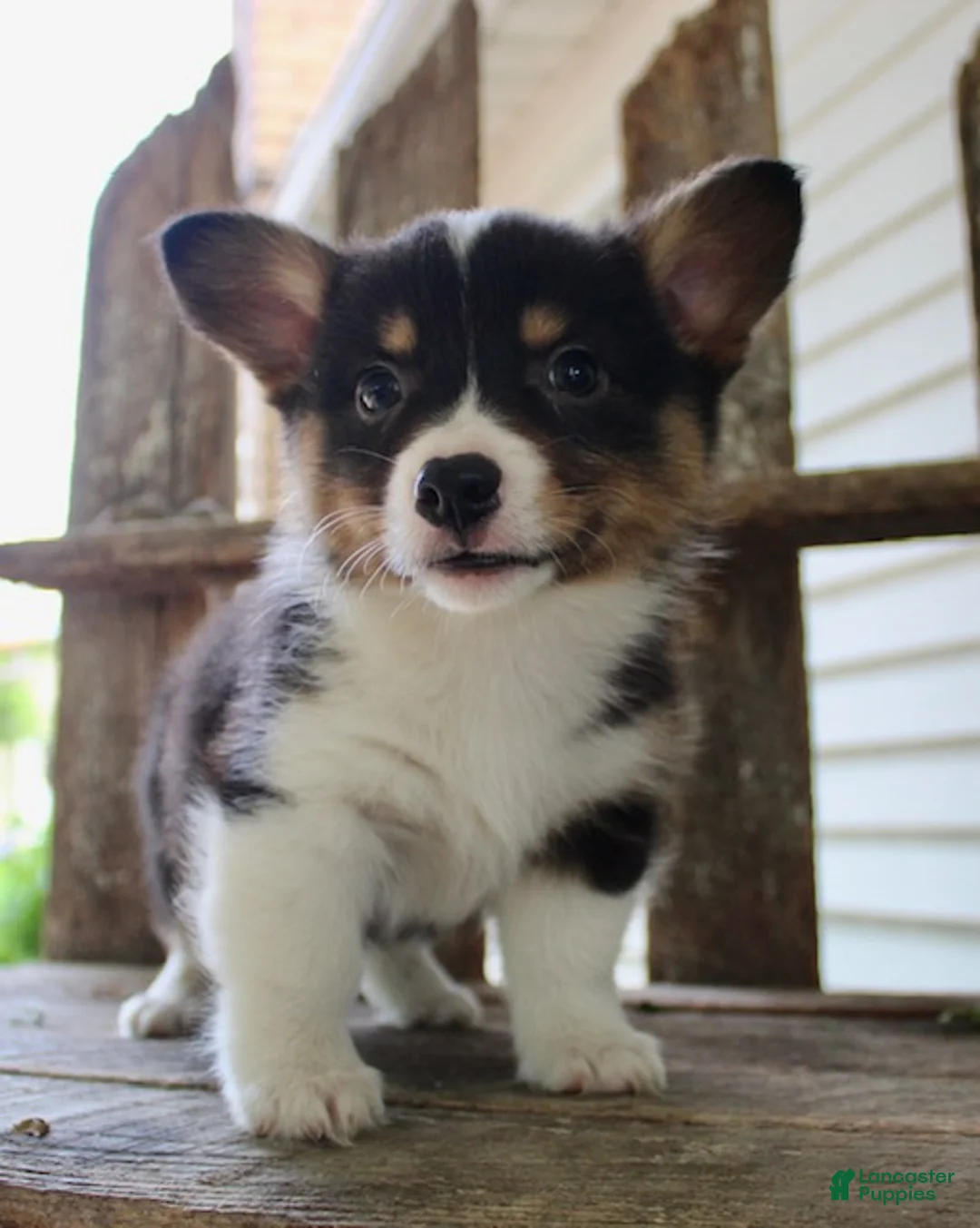 Mixed Breed dogs for sale: Ottis - Ad 2