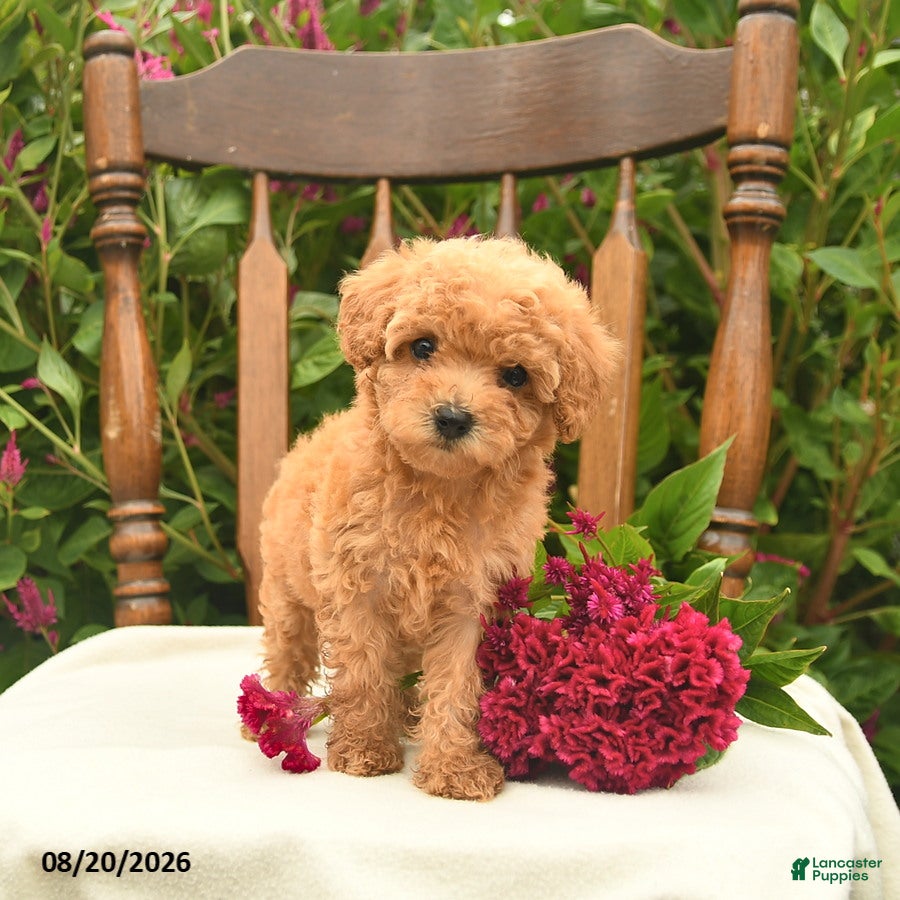 Toy Poodle dogs Violet  - Ad 2