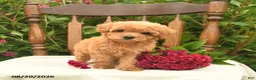 Toy Poodle dogs for sale: Violet  - Ad 2