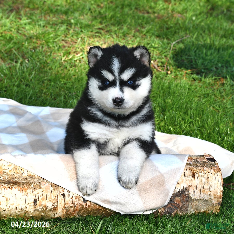 Pomsky dogs Sierra - Ad 1